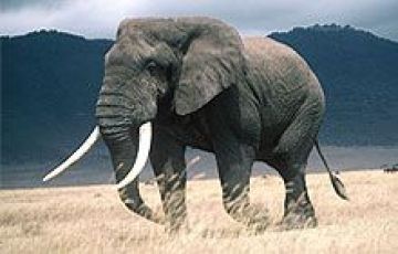 Amazing 7 Days 6 Nights Tanzania Vacation Package