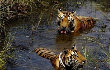 14 Days 13 Nights Sariska Tiger Reserve Tour Package