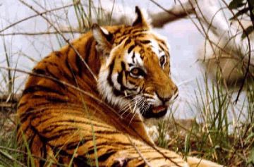 Ecstatic 4 Days 3 Nights Corbett Trip Package