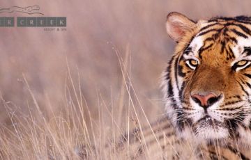 Family Getaway 3 Days 2 Nights Corbett Trip Package