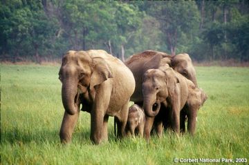 Family Getaway 3 Days 2 Nights Corbett Trip Package