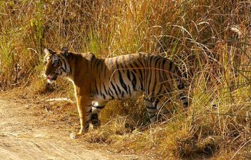 Family Getaway 3 Days 2 Nights Corbett Trip Package