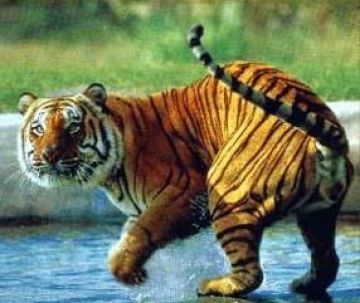 Heart-warming 4 Days 3 Nights Jim Corbett Trip Package