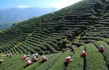 Heart-warming 7 Days 6 Nights Kalimpong and Gangtok Tour Package
