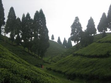 Heart-warming Darjeeling Tour Package for 6 Days 5 Nights