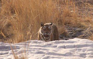 Magical 8 Days 7 Nights Delhi, Agra, Jaipur with Ranthambore Trip Package
