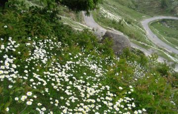 Amazing 5 Days 4 Nights Pathankot and Dalhousie Trip Package