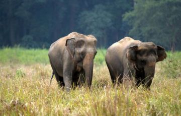 Amazing 9 Days 8 Nights Lohachor, Ratwadhar, Haldupura with Corbett Holiday Package