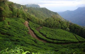 Experience 4 Days 3 Nights Kochi, Munnar with Alleppey Trip Package