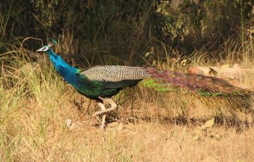 Pleasurable 16 Days 15 Nights Bandhavgarh Vacation Package