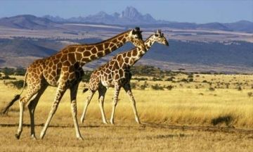 Family Getaway 9 Days 8 Nights Kenya Vacation Package