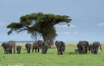 Memorable 9 Days 8 Nights Tanzania With Kilimanjaro Holiday Package