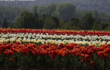 Beautiful 8 Days 07 Nights Srinagar Trip Package