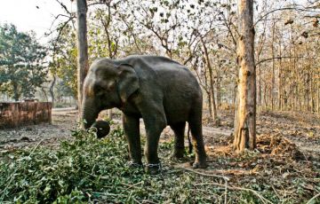 Heart-warming 2 Days 1 Night Dehradun, Haridwar, Auli, Kausani, Mukteshwar, Bhimtal, Nainital and Corbett Holiday Package