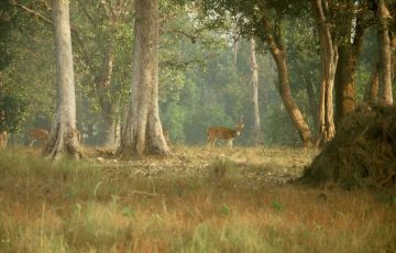 Experience 15 Days 14 Nights Kanha Tour Package