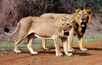 3 Days 2 Nights Asiatic Lion, Gujarat Birds, Gir National Park with Indian Wildlife Vacation Package