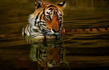 Magical 8 Days 7 Nights Ranthambore Tour Package