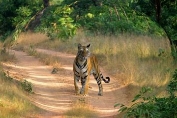 Heart-warming Kanha Tour Package for 14 Days 13 Nights
