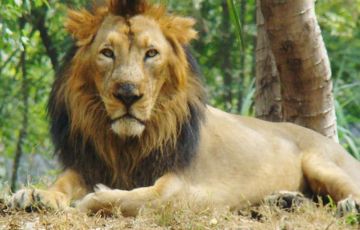 Memorable 6 Days 5 Nights Bhavnagar, Palitana, Gondal, Junagadh, Gir National Park and Rajkot Trip Package