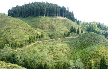 8 Days 7 Nights Gorumara National Park, Chalsa, Kalimpong, Darjeeling with Mirik Tour Package