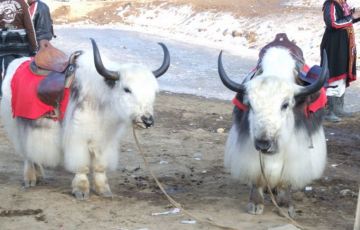 Magical Chandigarh Tour Package for 7 Days 6 Nights