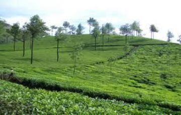 Ecstatic 7 Days 6 Nights Cochin, Munnar, Thekkady and Kumarakom Tour Package