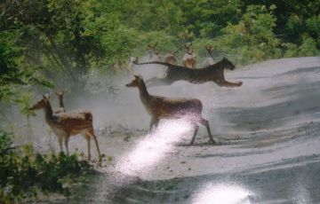 Pleasurable 5 Days 4 Nights Corbett National Park Holiday Package