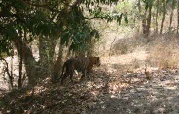 9 Days 08 Nights Delhi, Agra and Bandhavgarh Trip Package
