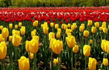 Ecstatic 5 Days 4 Nights Gulmarg Tour Package