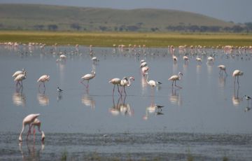 Beautiful 12 Days 11 Nights Kenya and Tanzania Trip Package