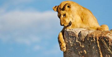 Ecstatic 4 Days 3 Nights Samburu Vacation Package