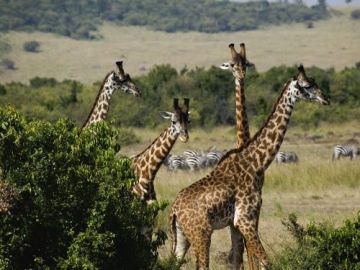 Best Kenya Tour Package for 13 Days 12 Nights