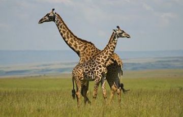 Family Getaway 9 Days 8 Nights Nairobi, Samburu, Lake Nakuru with Masai Mara Trip Package