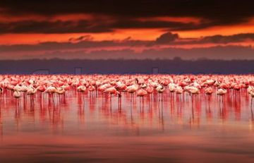 Best 9 Days 8 Nights Nairobi, Samburu, Lake Nakuru and Masai Mara Trip Package