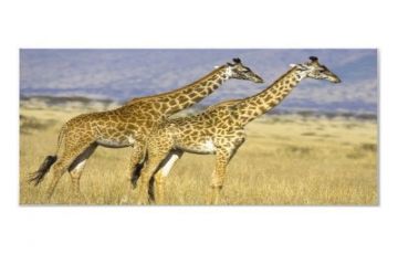 Magical 7 Days 6 Nights Aberdare National Park Holiday Package