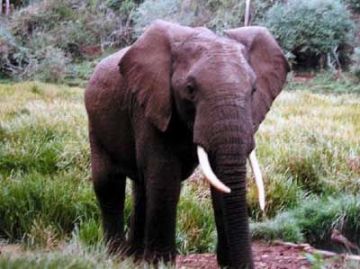 11 Days Nairobi to Amboseli National Park Tour Package