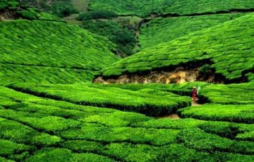 Beautiful 7 Days 6 Nights Cochin, Munnar, Alleppey and Kovalam Trip Package