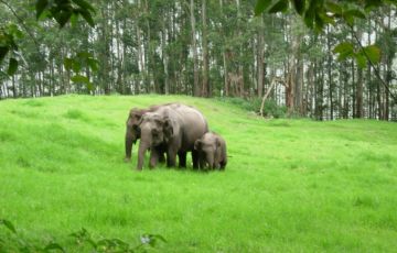 Beautiful 14 Days 13 Nights Mumbai, Cochin, Munnar, Carmelia Haven, Periyar, Kumarakom, Kottayam, Alleppy, Mararikulam and Cochin Holiday Package