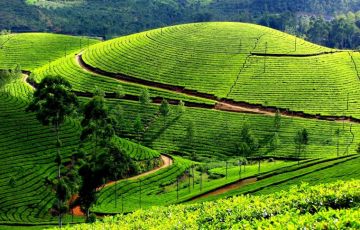 7 Days 6 Nights Munnar, Thekkedy, Alleppey and Kovalam Trip Package