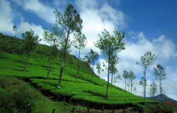 Heart-warming 4 Days 3 Nights Kochi with Munnar Holiday Package