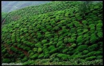 Family Getaway 10 Days 9 Nights Thekkady Vacation Package