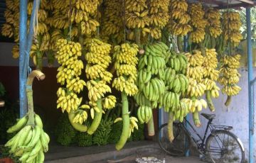 Best 5 Days 4 Nights Cochin, Munnar, Thekkady with Alleppey Trip Package