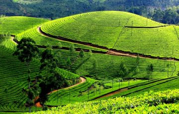 8 Days 7 Nights Kochi, Munnar, Periyar, Alleppey, Gavi with Suryanelli Trip Package