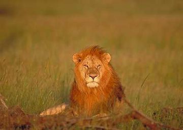 Best 5 Days 4 Nights Lake Nakuru and Masai Mara Tour Package