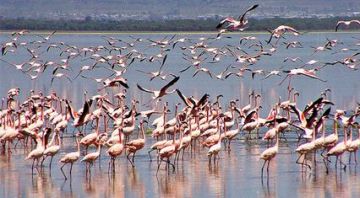 3 Days 2 Nights Lake Nakuru Trip Package