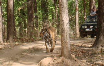 Experience 11 Days 10 Nights Delhi, Nagpur, Pench, Kanha, Bandhavgarh, Umaria and Agra Holiday Package
