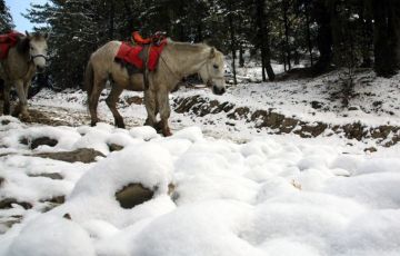 Family Getaway 7 Days 6 Nights Delhi, Shimla, Kufri, Kullu, Manali, Rohtang Pass and Chandigarh Trip Package