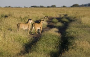 Heart-warming 6 Days 5 Nights Masa Mara Vacation Package