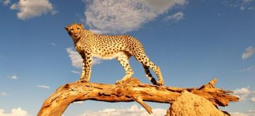 Pleasurable 3 Days 2 Nights Nairobi with Masai Mara Trip Package