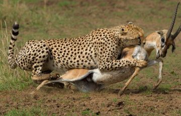 Pleasurable 3 Days 2 Nights Nairobi with Masai Mara Trip Package